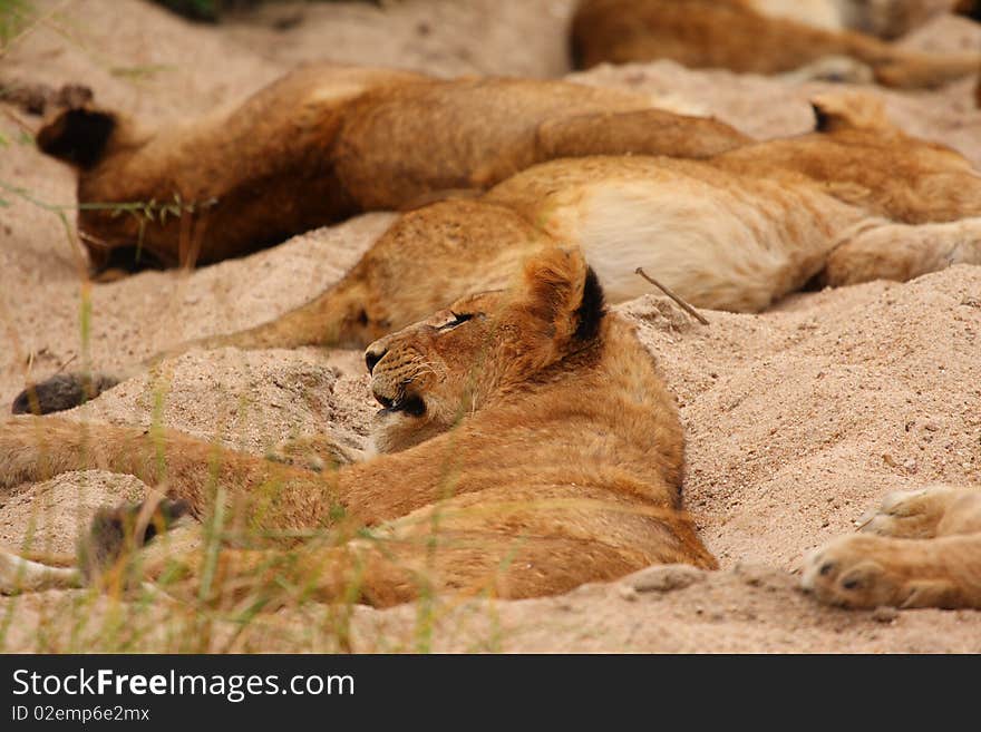 Lions in the Sabi Sand Game Reserve