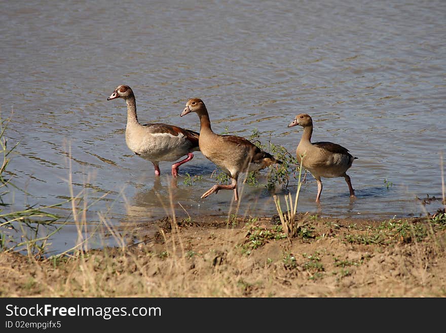 Egyptian Geese; Africa