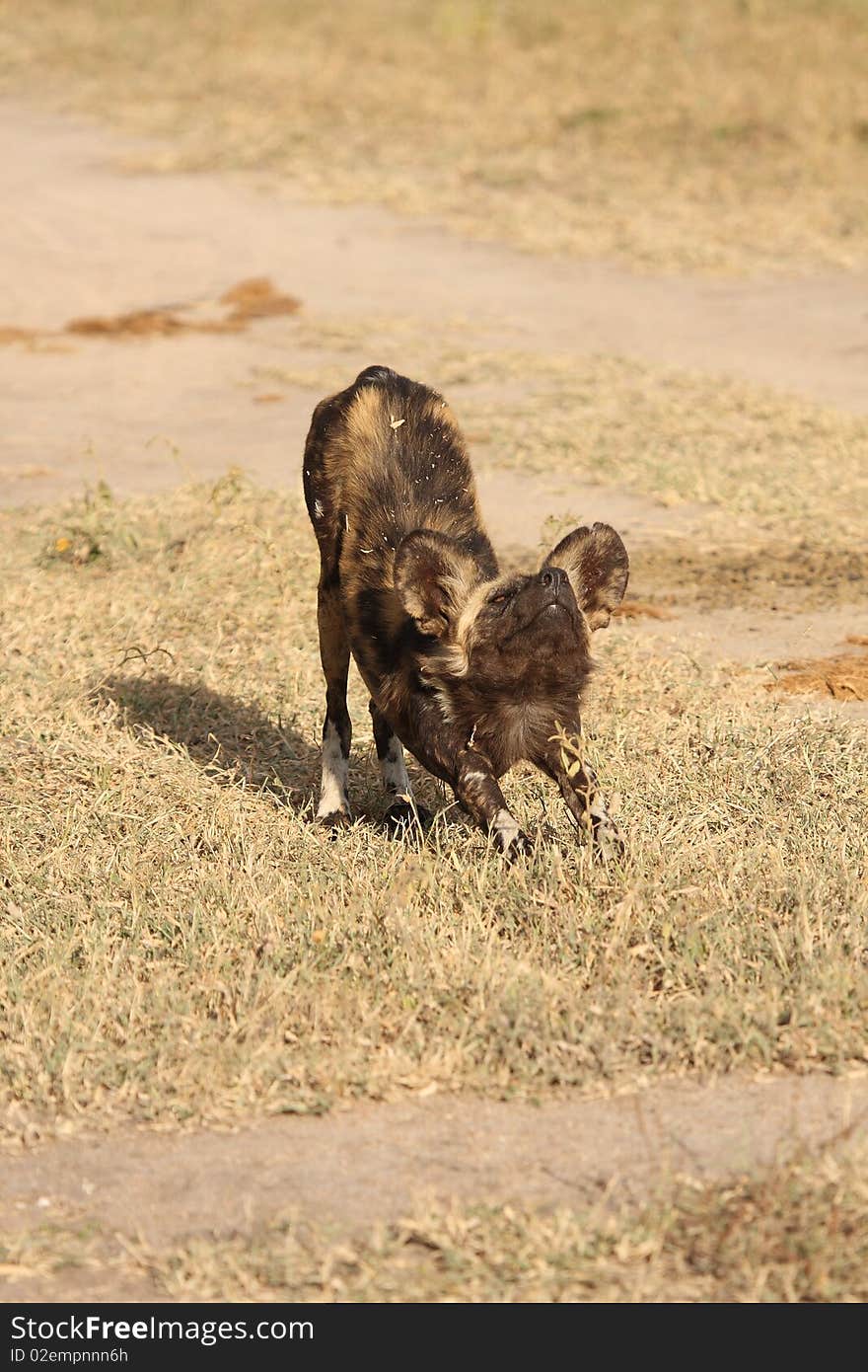 Wild Dogs In Soouth Africa