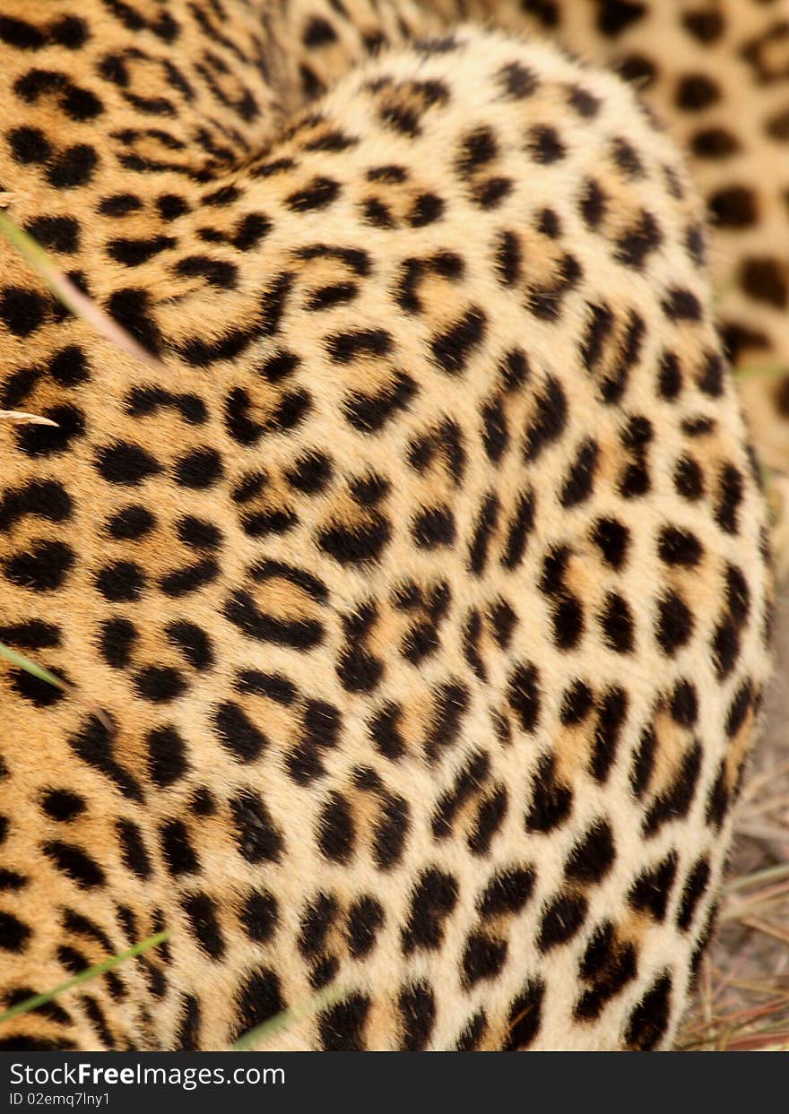 Leopard In Sabi Sand Private Reserve