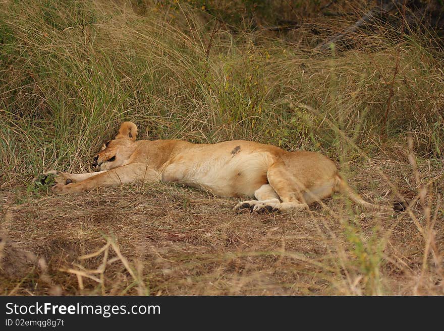 Lions in the Sabi Sand Game Reserve