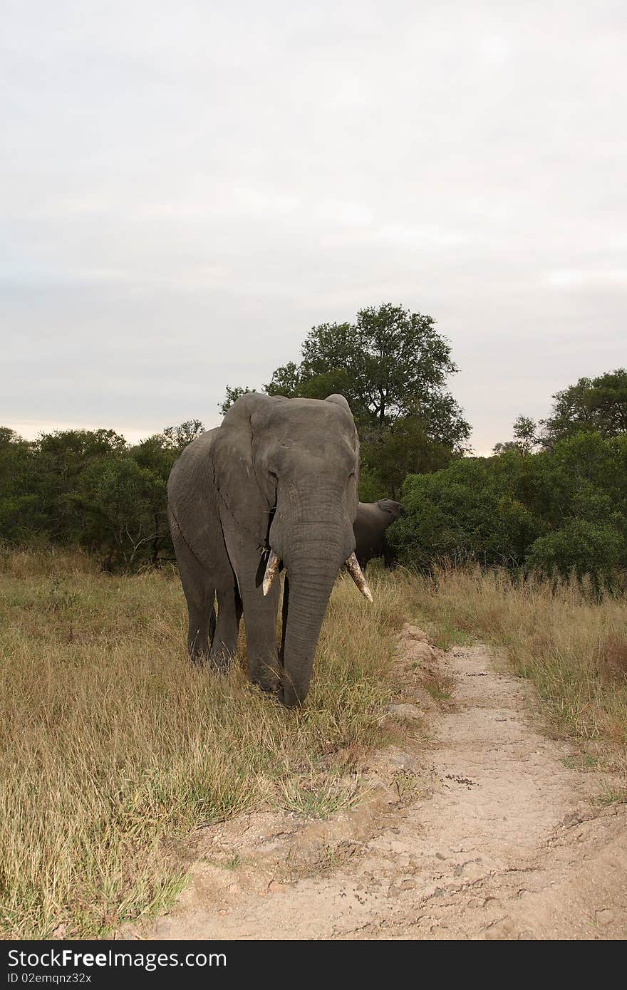 Elephants in the Sabi Sands Private Game Reserve