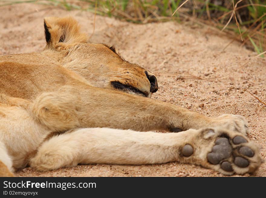 Lions in the Sabi Sand Game Reserve