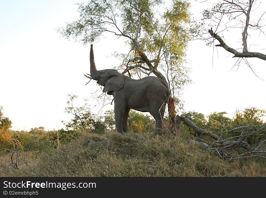 Elephants in the Sabi Sands Private Game Reserve