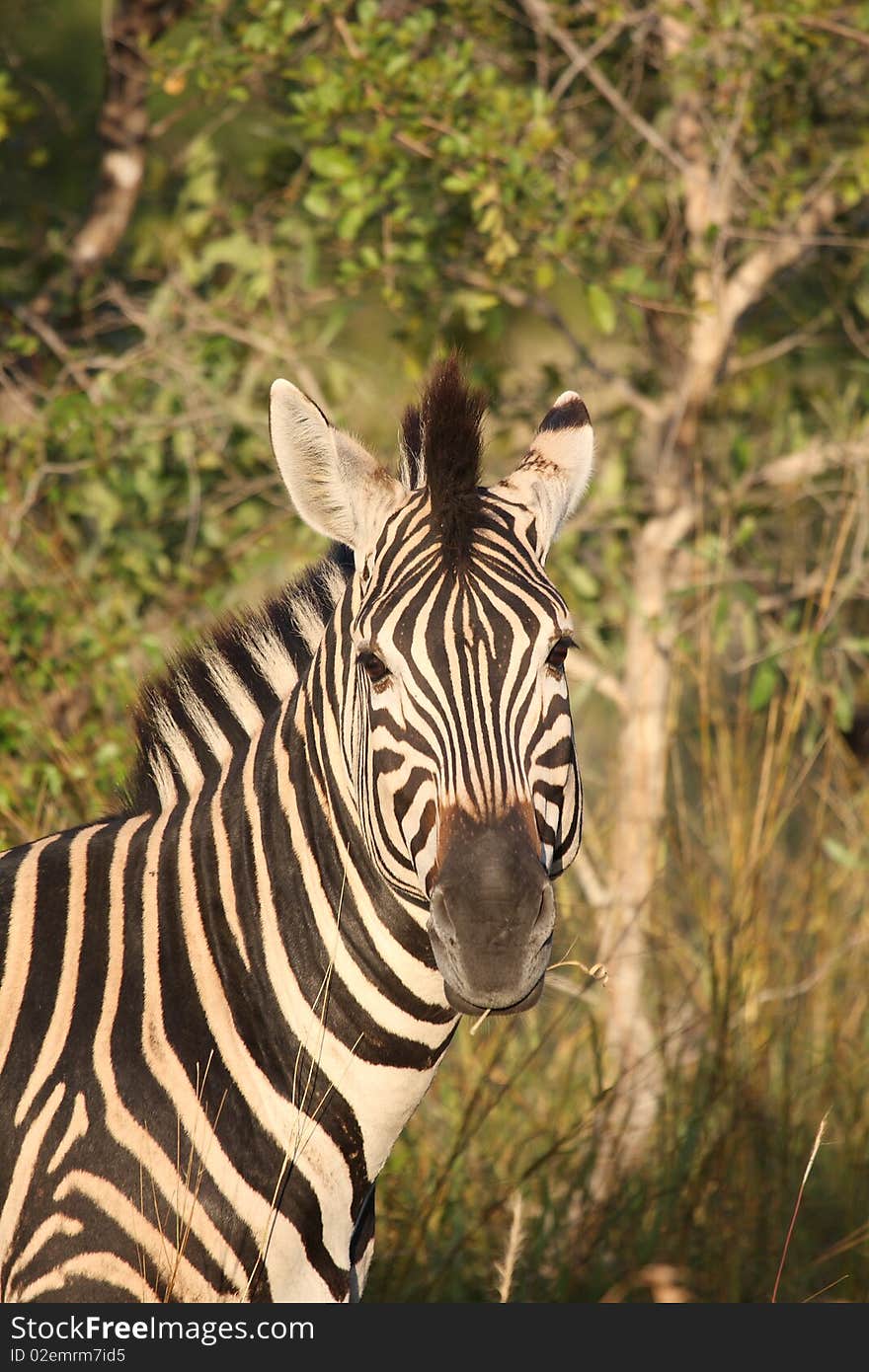 Zebra In Sabi Sand Reserve