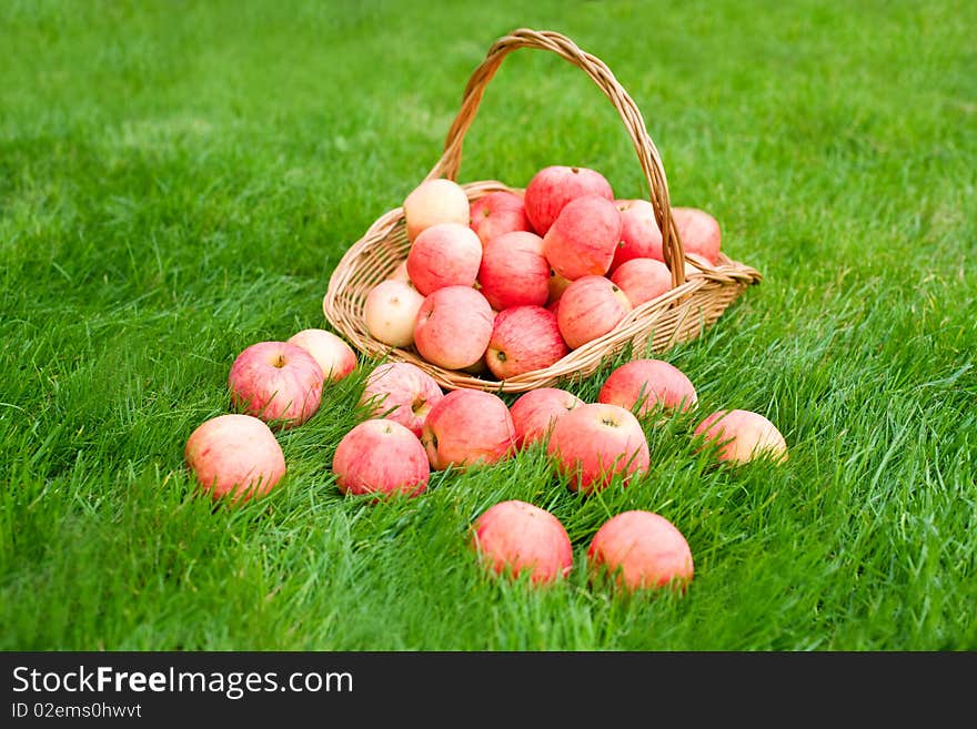 Apples in bucket and on grass