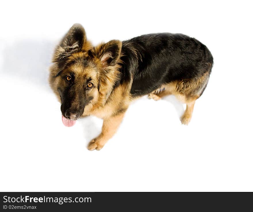 Pappy of german shepherd dog (top view)