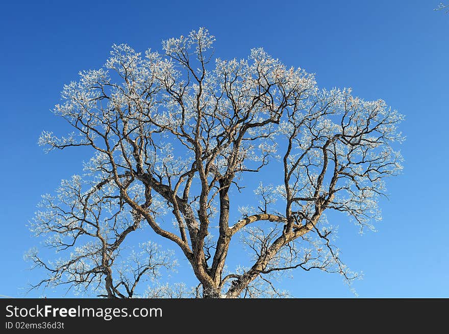 Tree with Ice on Branches