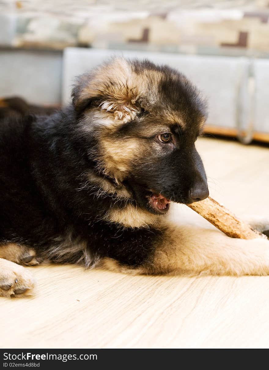 Pappy of german shepherd dog