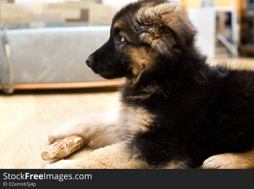 Pappy of german shepherd dog in room