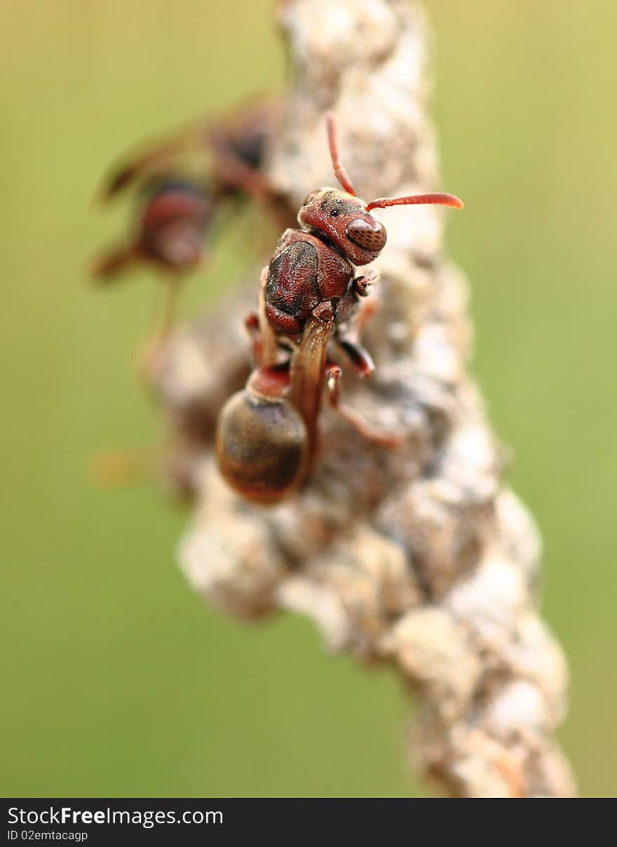 The Australian paper wasp (Ropalidia revolutionalis) found around many Australian houses. The Australian paper wasp (Ropalidia revolutionalis) found around many Australian houses