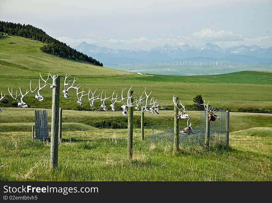 Elk Antler Fence