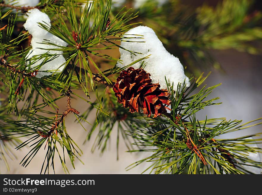 Winter pine tree with frozen pine cone. Winter pine tree with frozen pine cone