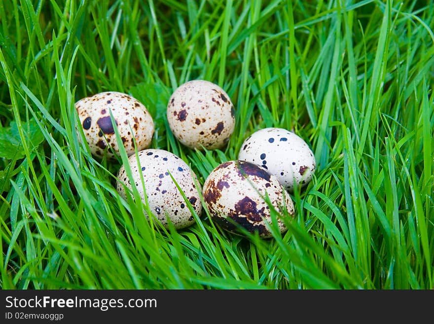 Quail eggs on the green grass