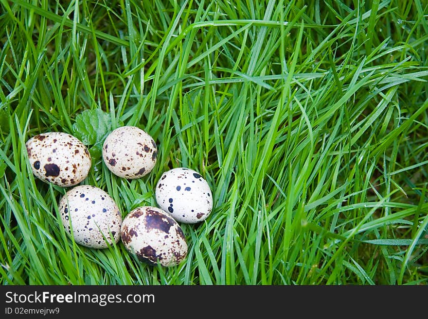 Quail Eggs