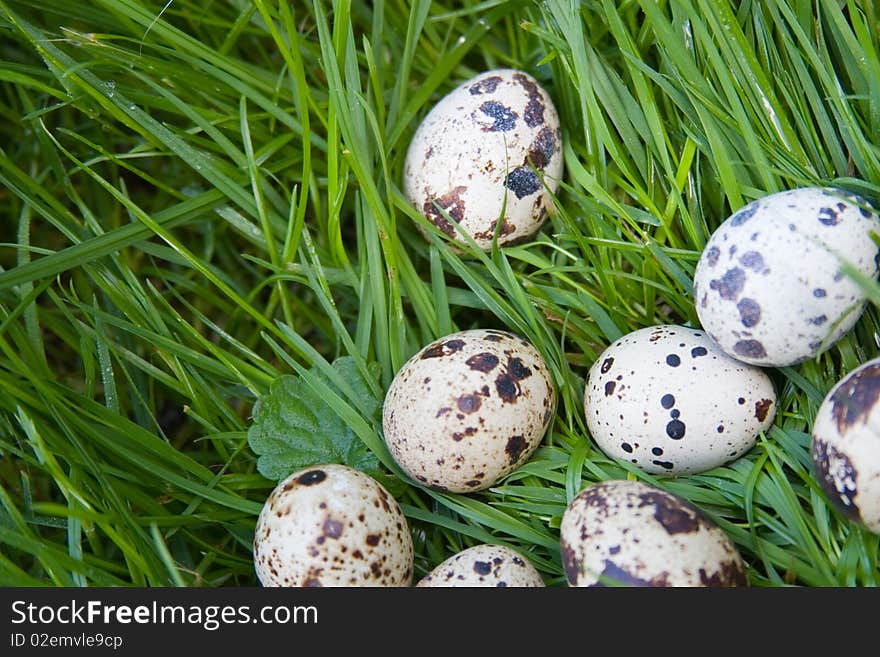 Quail eggs on the green grass