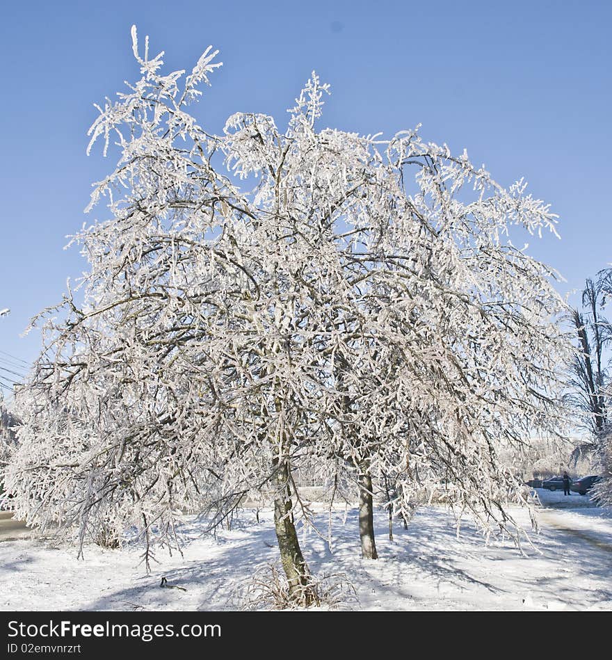 Tree icy after rain in winter