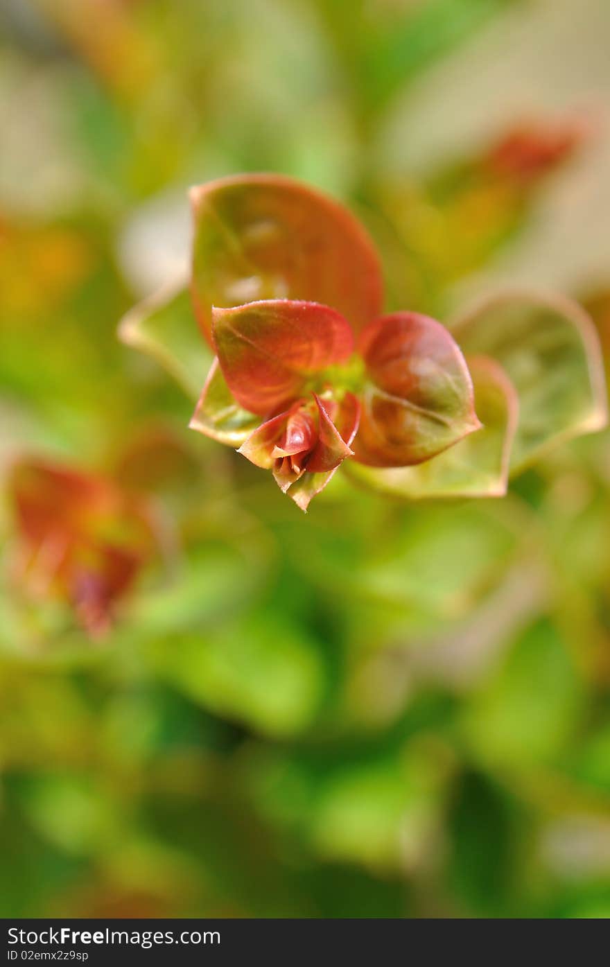 Tender Shoot Of Crape Myrtles