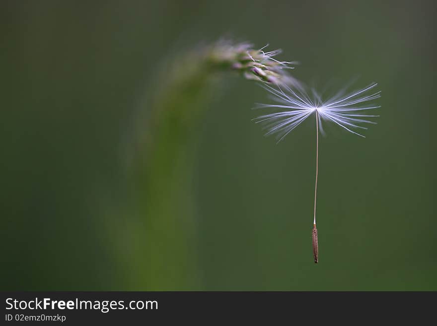 Seed of a wind dandelion on a green background. Seed of a wind dandelion on a green background