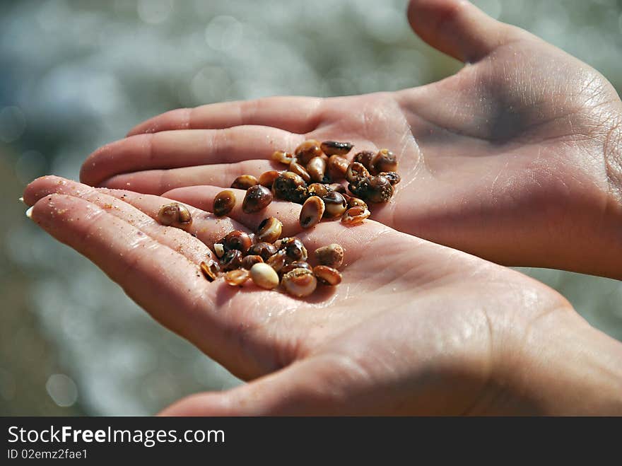 Photo of a some small shells hold in a girl hands against water background. Photo of a some small shells hold in a girl hands against water background