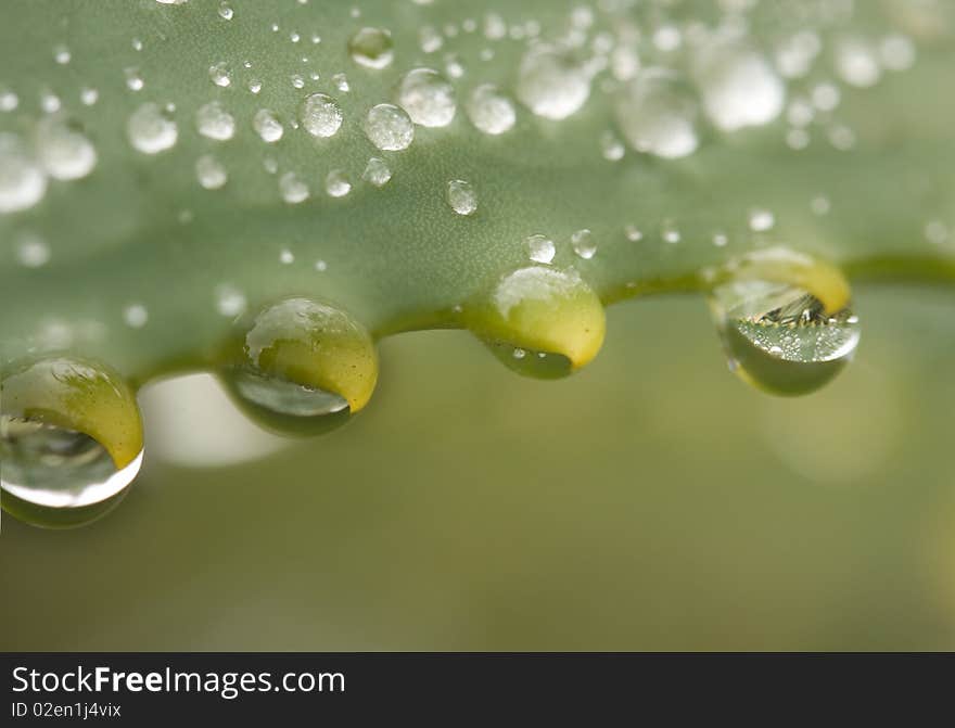 Macro closeup water droplets hanging from green aloe thorn. Macro closeup water droplets hanging from green aloe thorn