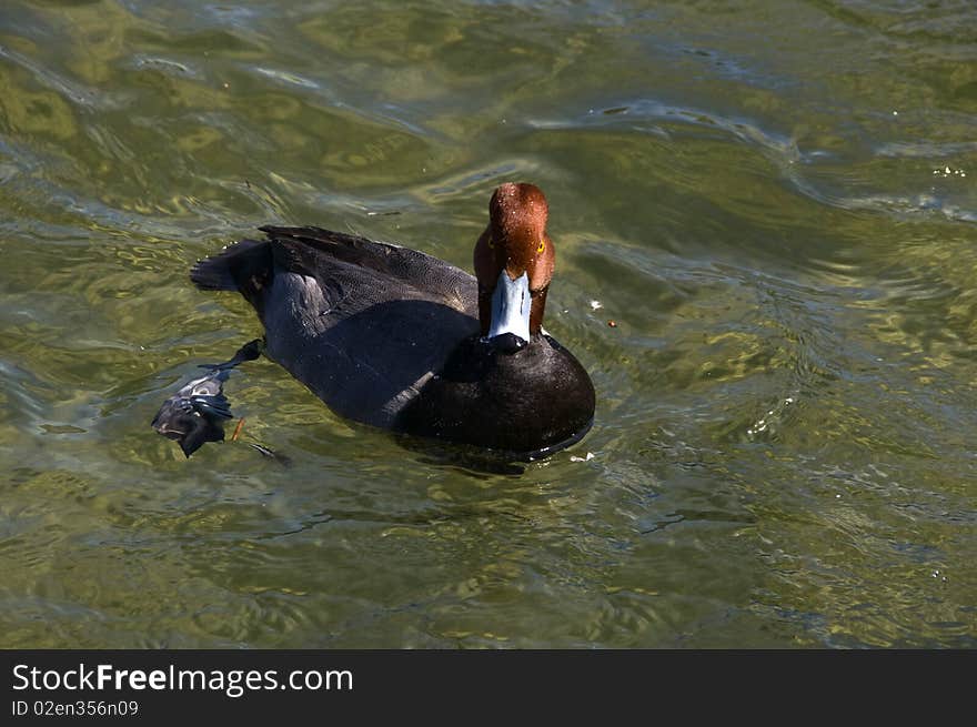 Mallard duck floating on a lake in california