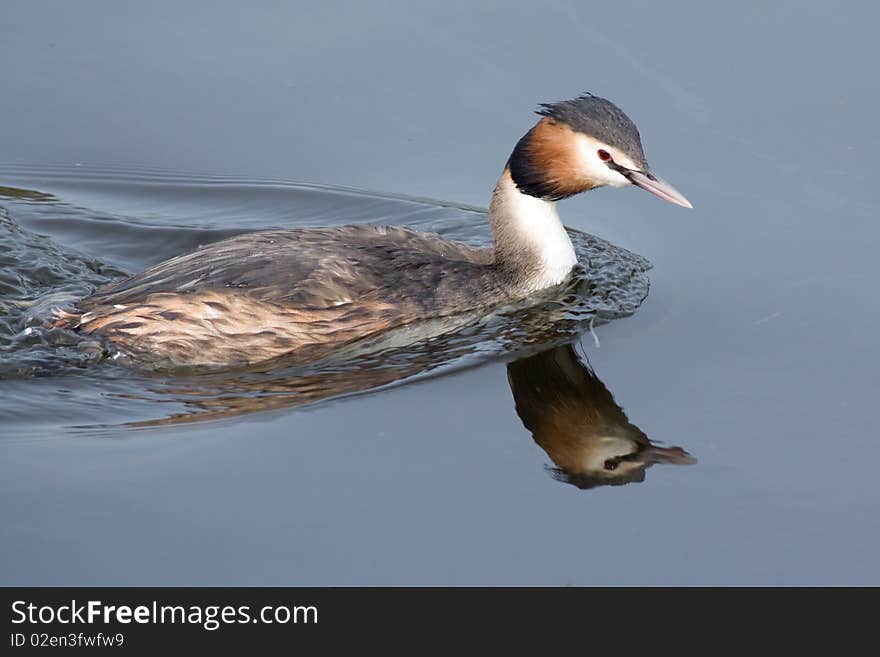 Grebe swimming in a pond with nice reflection in the wother.