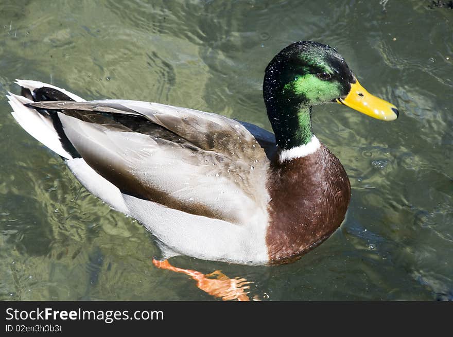 Mallard duck