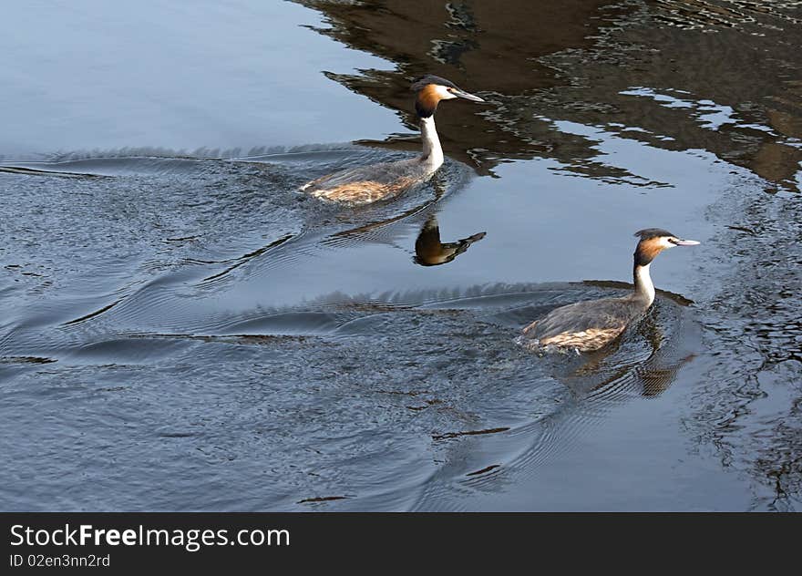 Two grebes swimming in a pond with nice reflection in the water.