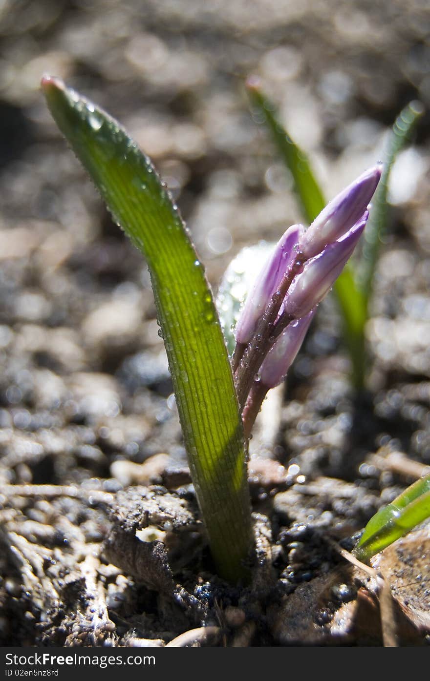 Close up photograph of a purple spring flower coming up