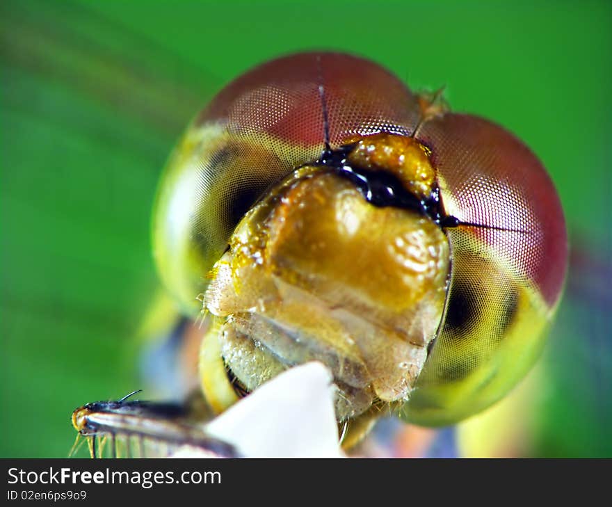 The close-up portrait of dragonfly (Odonata)