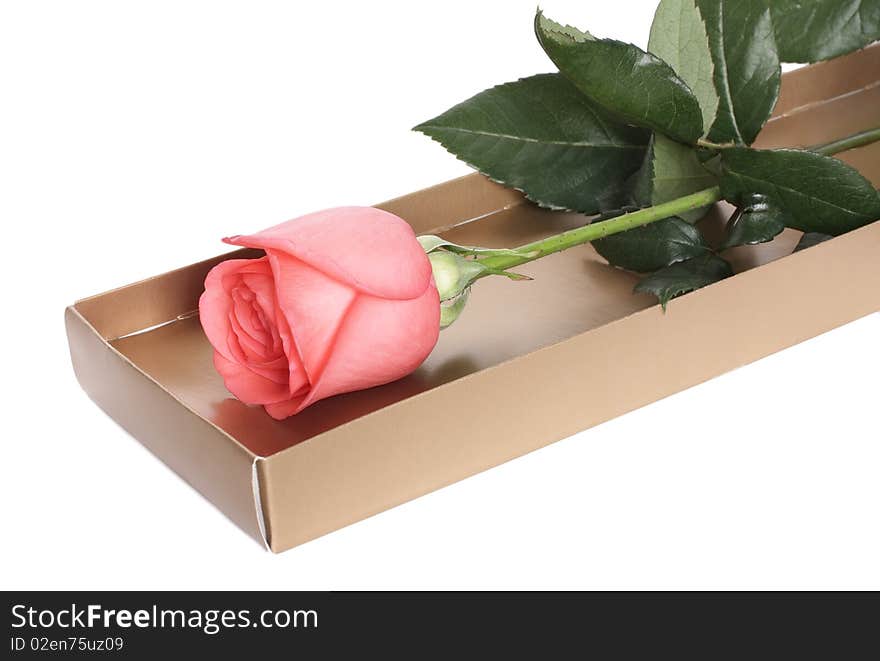 Pink roses in a box on a white background