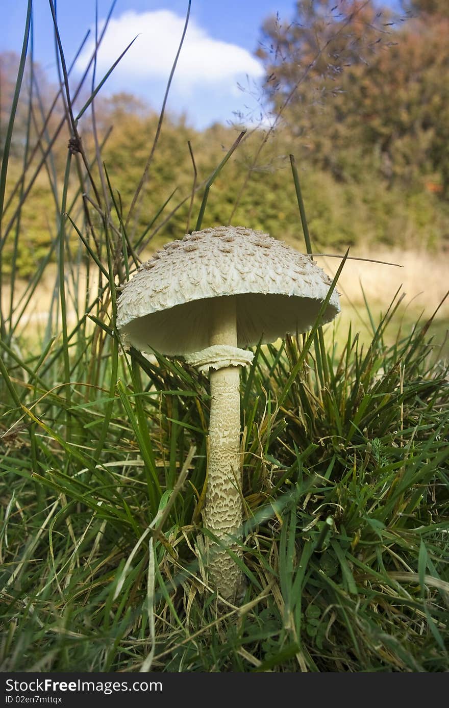 Wild mushroom in forest in autumn