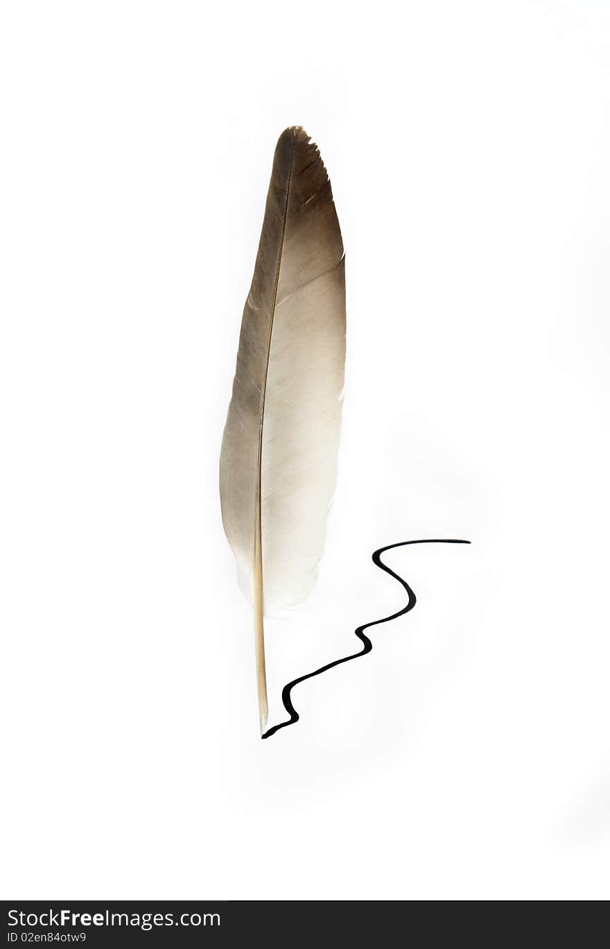 Feather standing near black ink line. Isolated on white with clipping path. Feather standing near black ink line. Isolated on white with clipping path