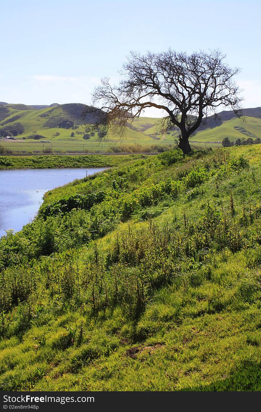 A leafless tree faces a small river