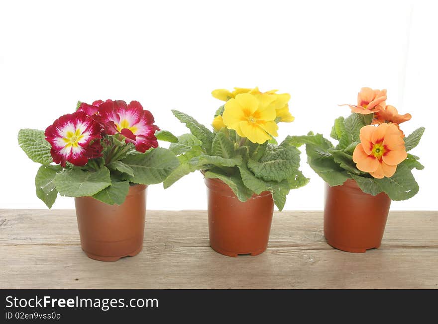 Three Spring bedding plants on a wooden bench