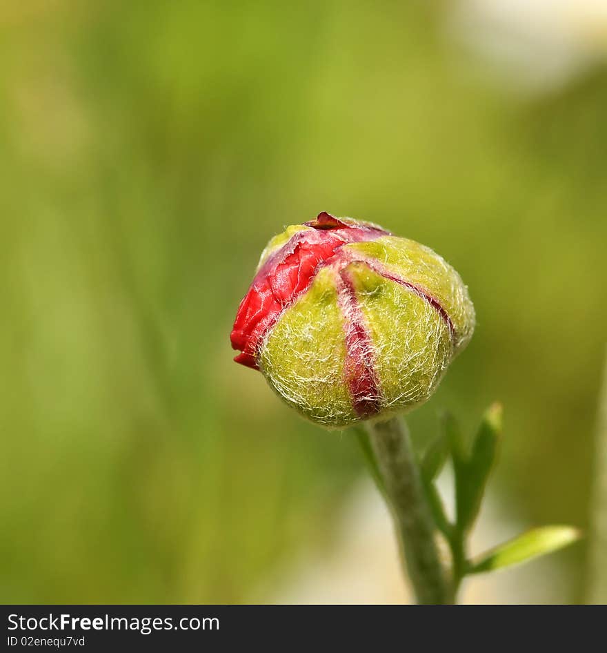 Bud of a flower ready to mature in Springtime Lebanon. Bud of a flower ready to mature in Springtime Lebanon.