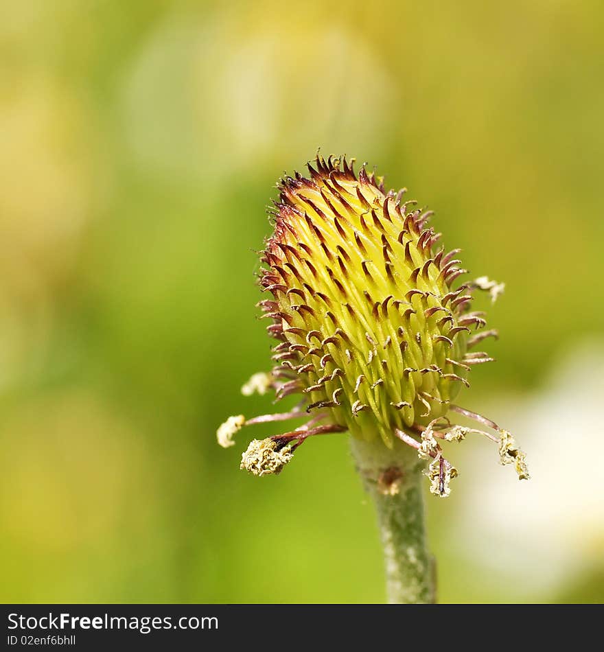 This thorny looking plant protects itself from herbivoral animals and insects alike. This thorny looking plant protects itself from herbivoral animals and insects alike