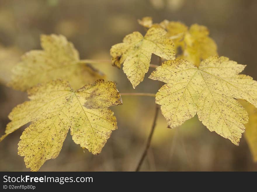 Close up of autumn leaves. Shallow depth of field.