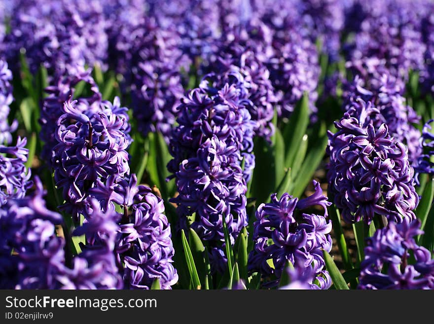 A group of purple hyacynth flowers in a flower bed. A group of purple hyacynth flowers in a flower bed.