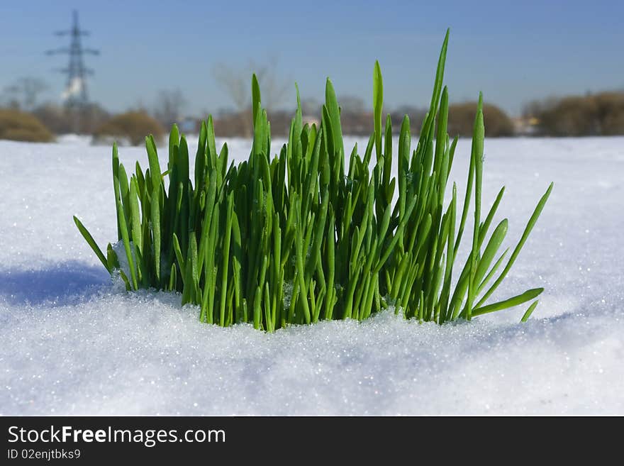 Grass growing through the snow against the background of city. Grass growing through the snow against the background of city