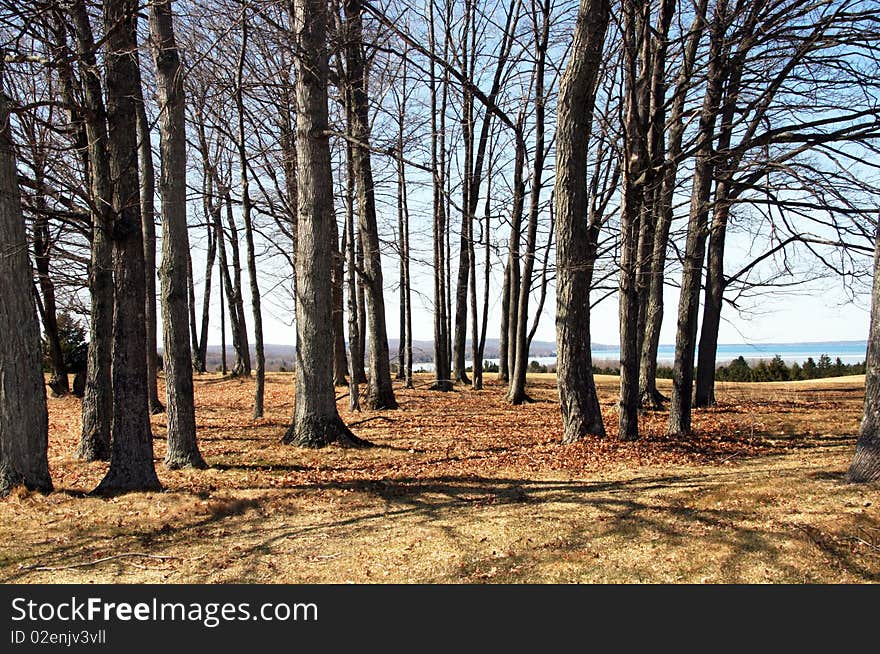 A group of trees in early spring with Crystal Lake in the background.  Shot from the Pinecroft Golf Course in Beulah, Michigan. A group of trees in early spring with Crystal Lake in the background.  Shot from the Pinecroft Golf Course in Beulah, Michigan.