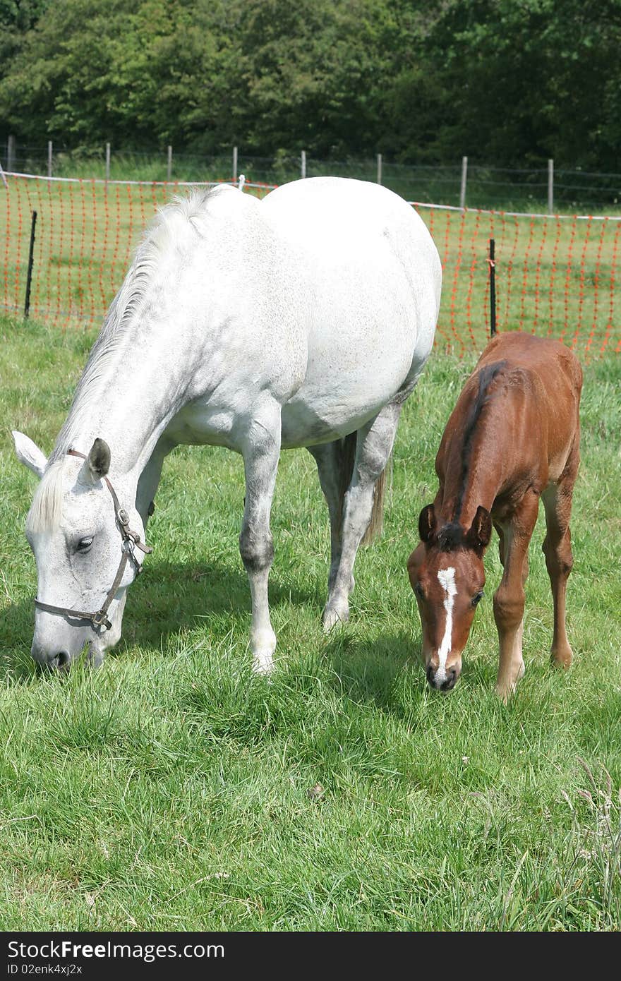 A young mare grazes with her foal. A young mare grazes with her foal