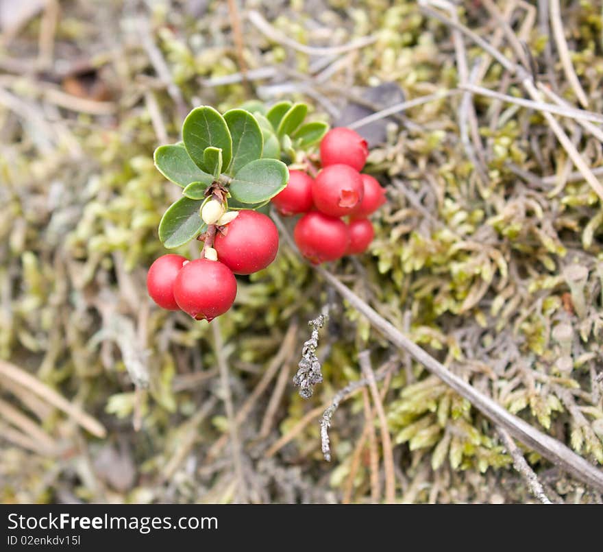 Macro a mature cowberry