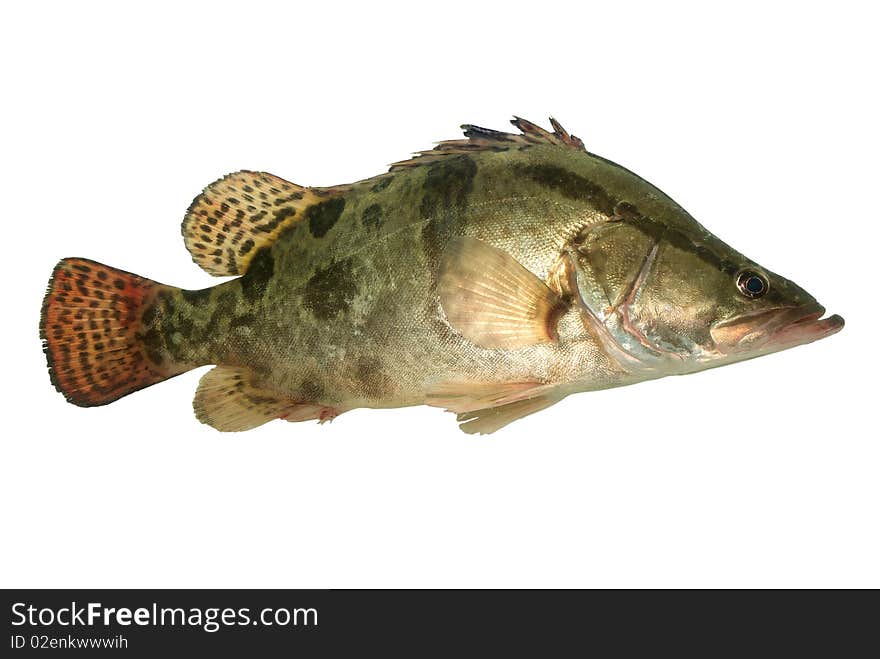 Chinese bass on white background