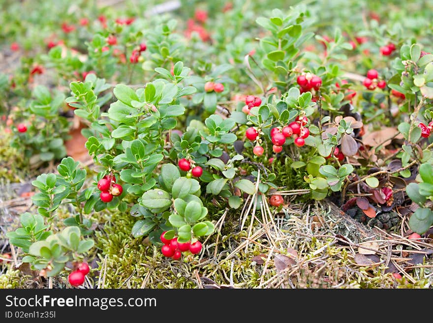 Glade of a mature cowberry