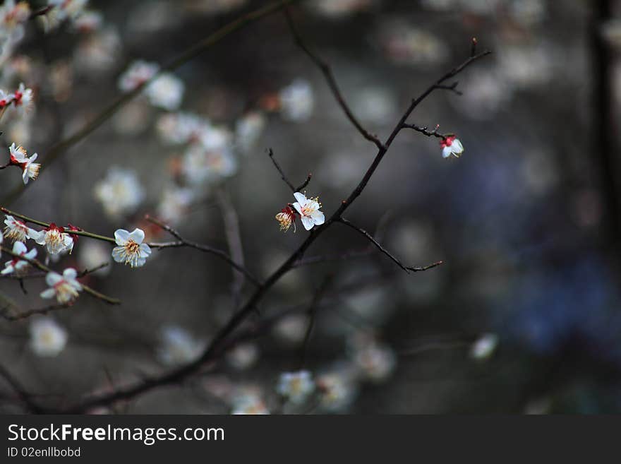 Flower in autumn in small town