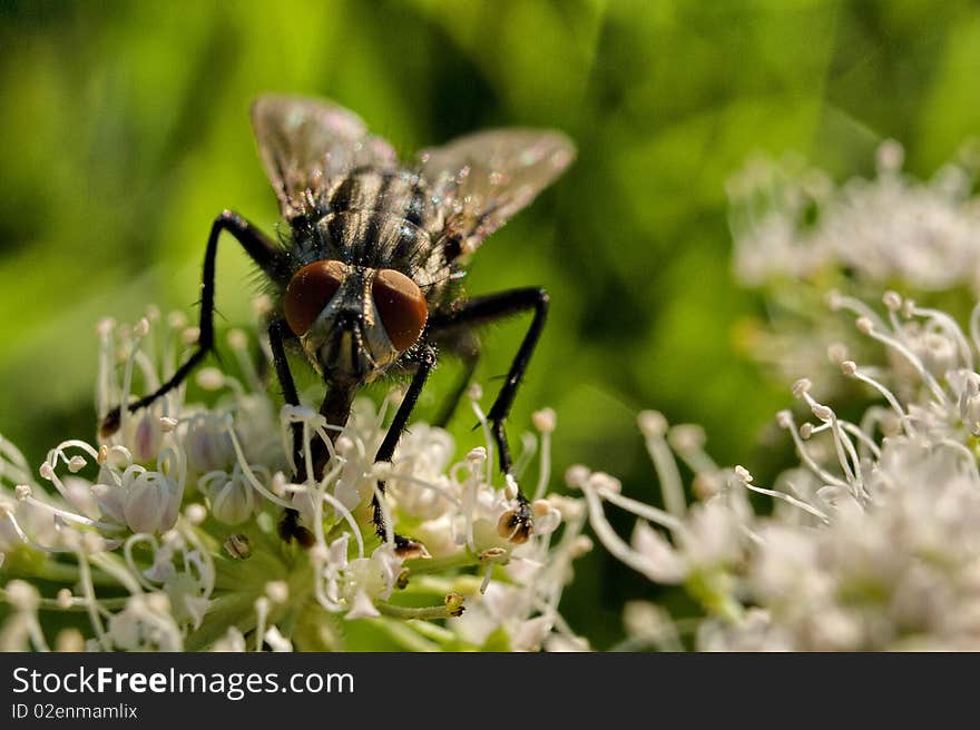 Detail of small flies on spring flower. Detail of small flies on spring flower