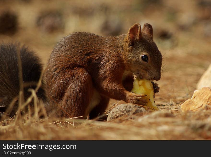 Squirrel and apple