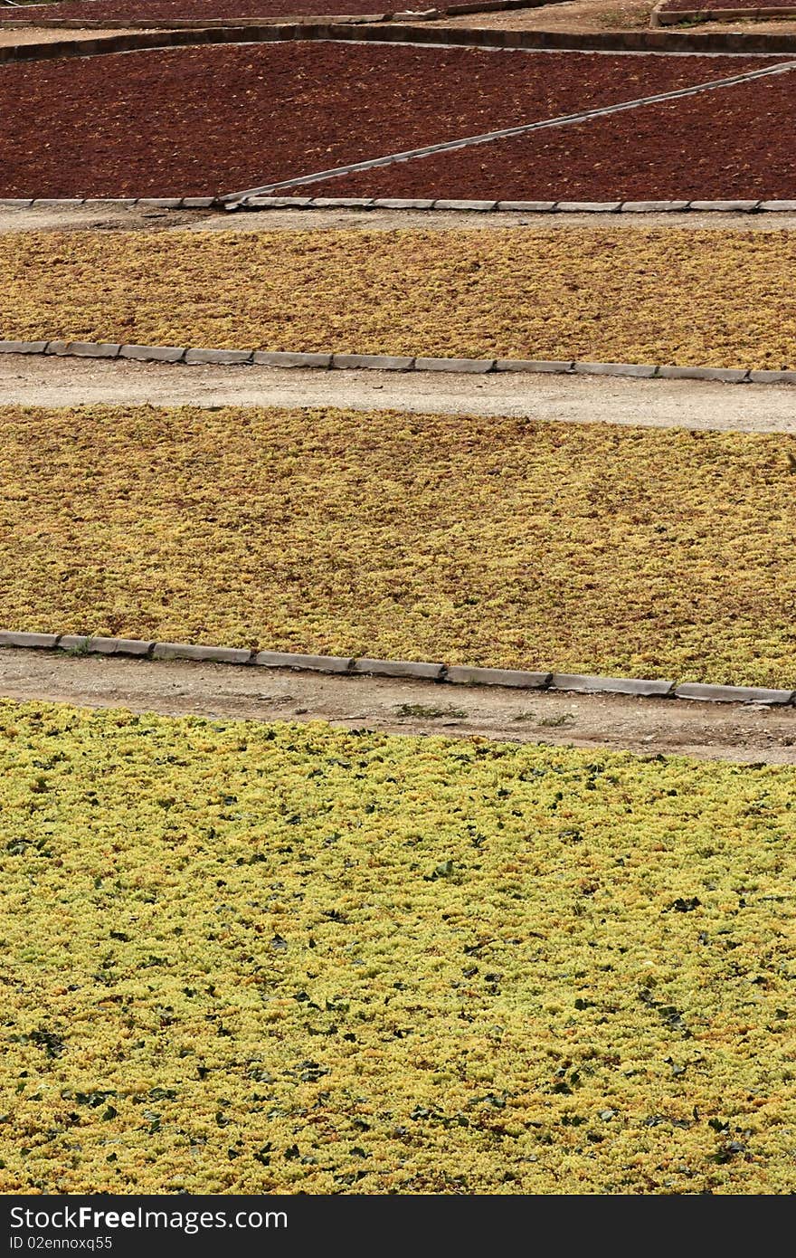 Image of raisins being dried in the sun.